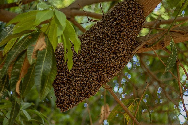 Honingbij op een bloem